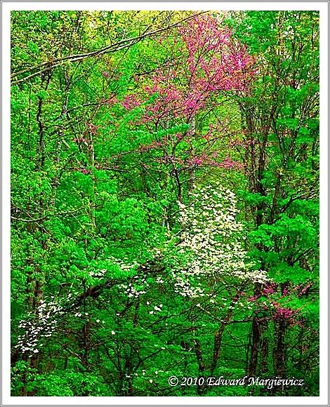 450658  Redbuds and dogwoods creating a colorful display